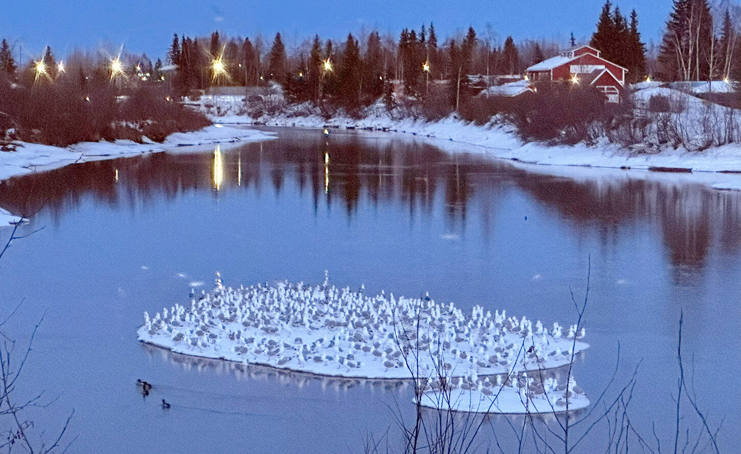 Gulls of the Chena